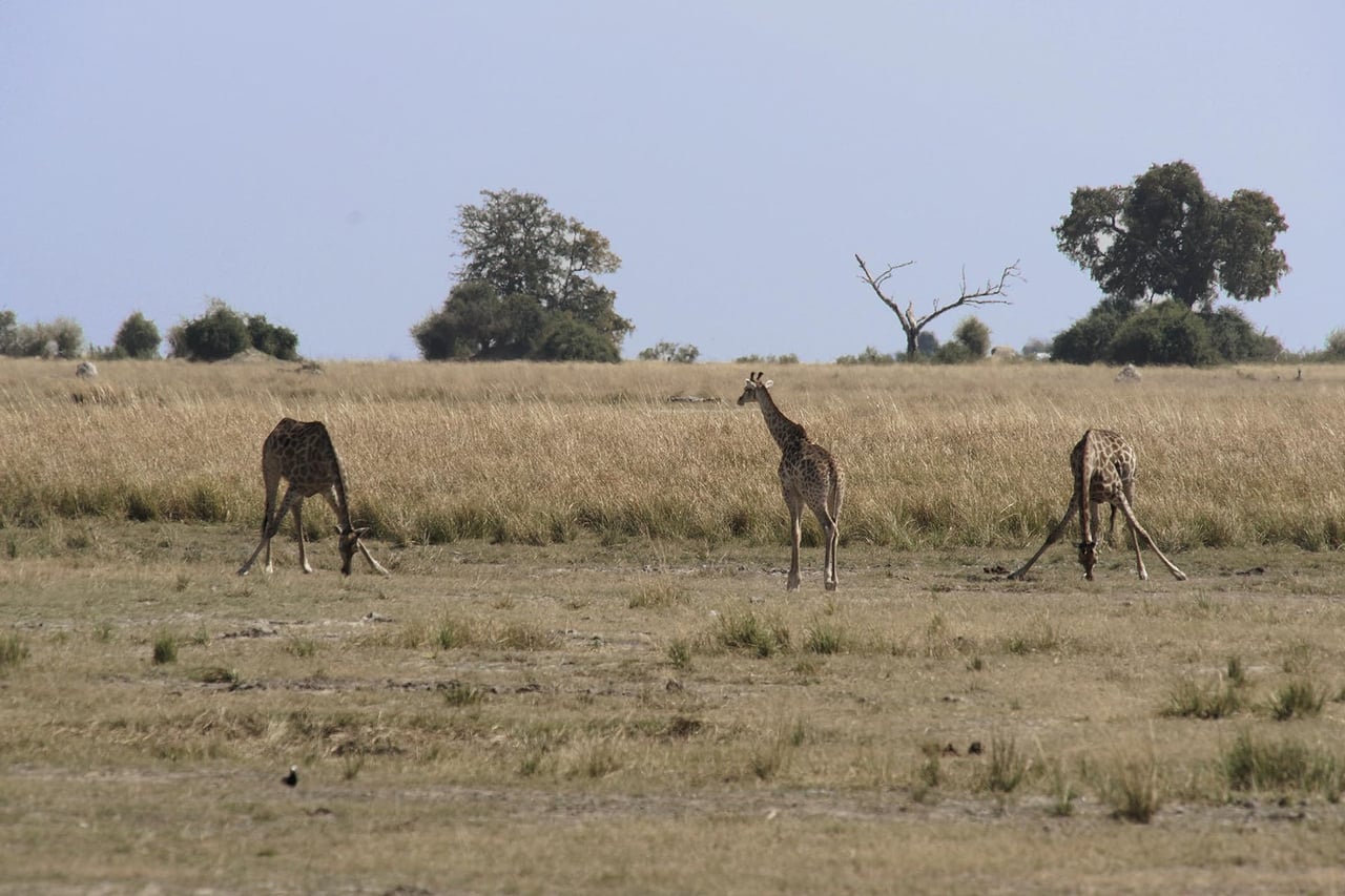 Chobe, Botswana