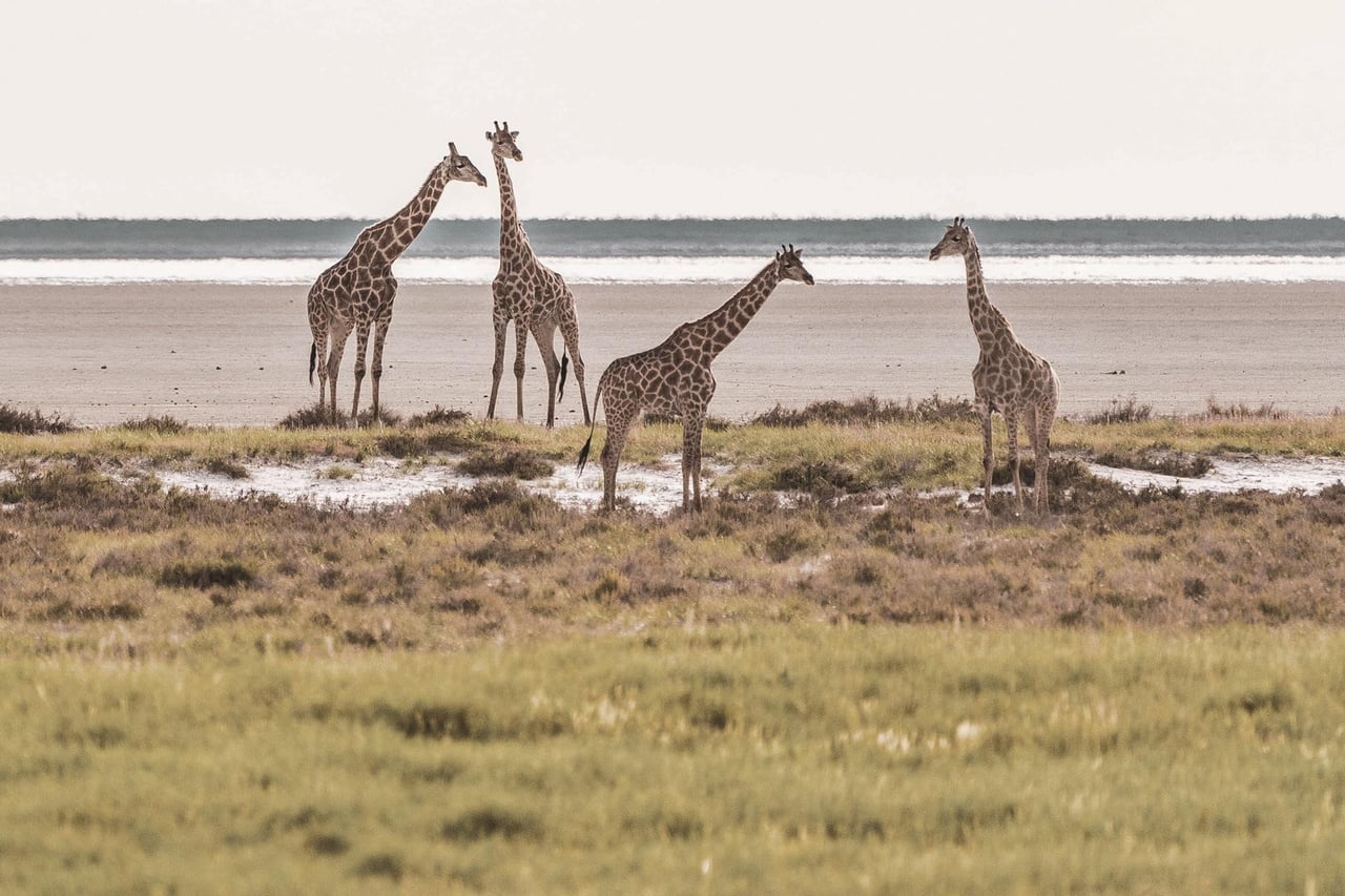 Etosha, Namibia