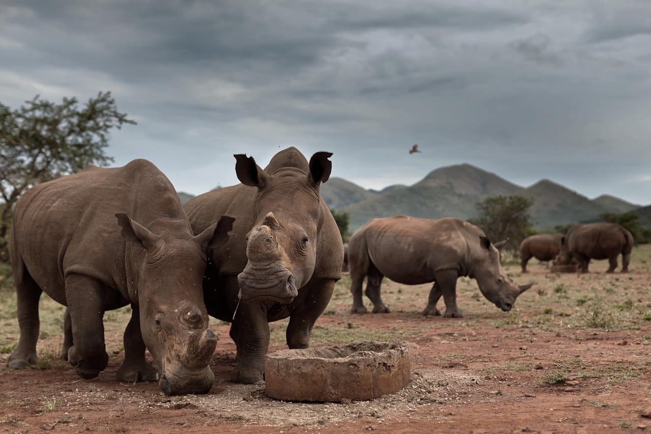 Kruger National Park, South Africa