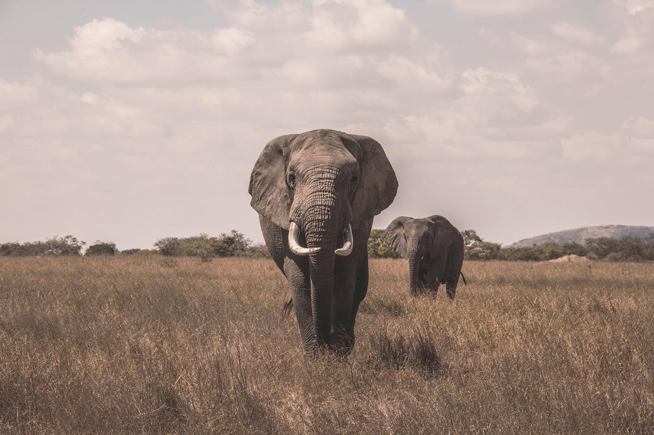 Explore The Heart Of Wilderness: The Best African Safari Parks