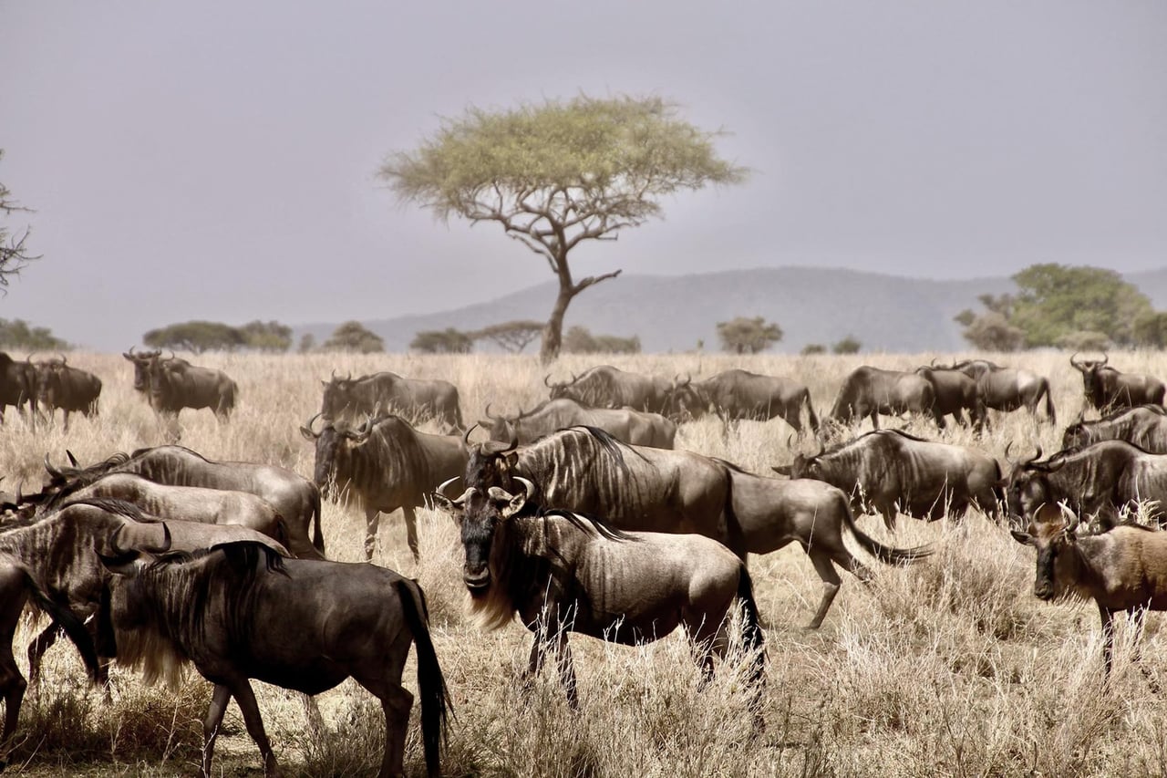 Serengeti National Park, Tanzania