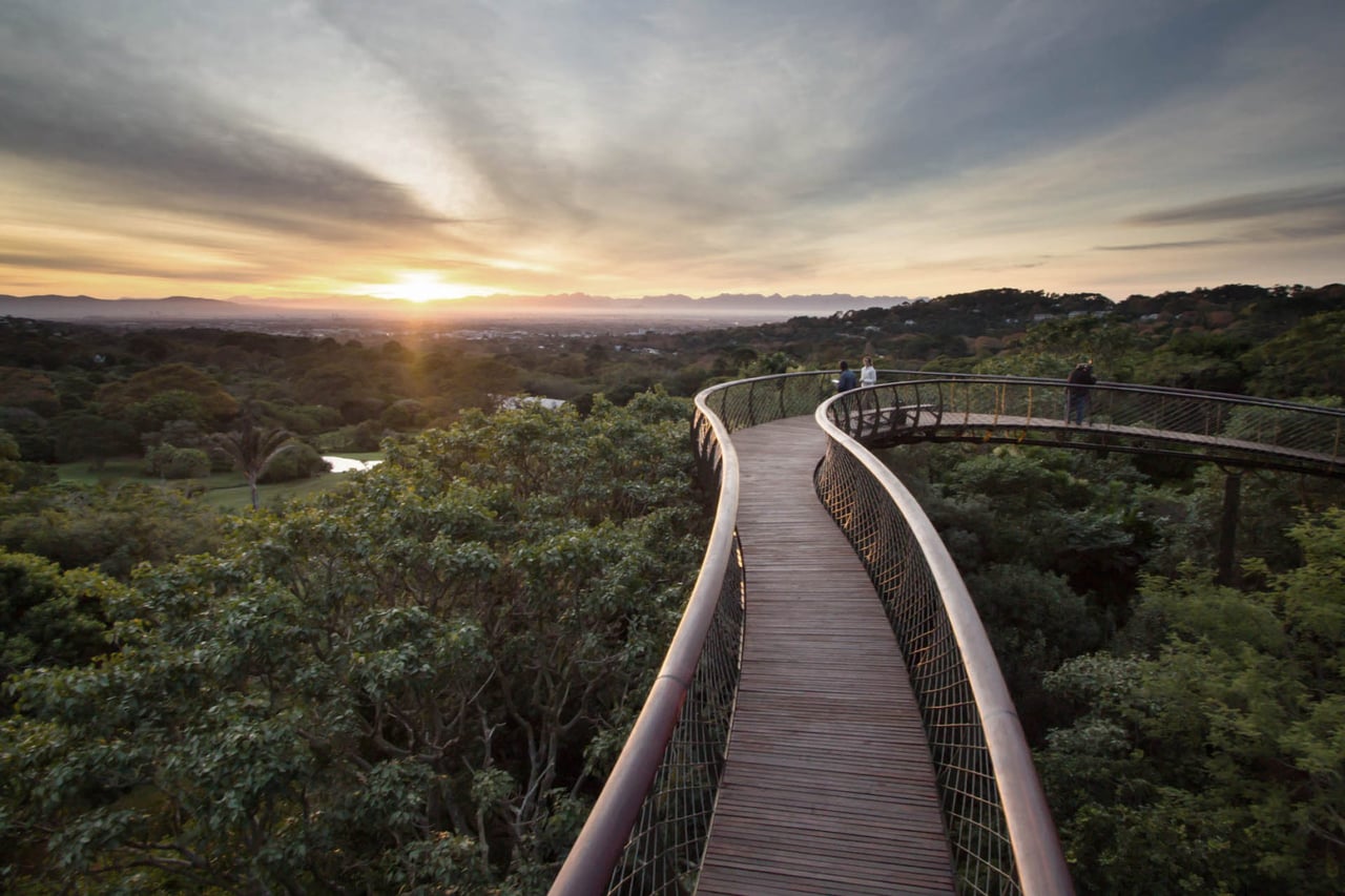 Kirstenbosch Tree Canopy Walkway South Africa