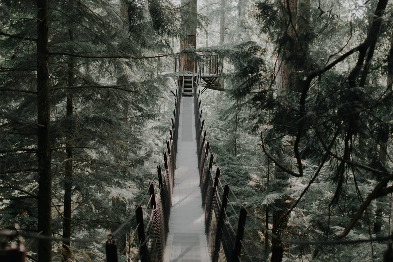 Head To The Clouds On The World’s Best Canopy Walkways