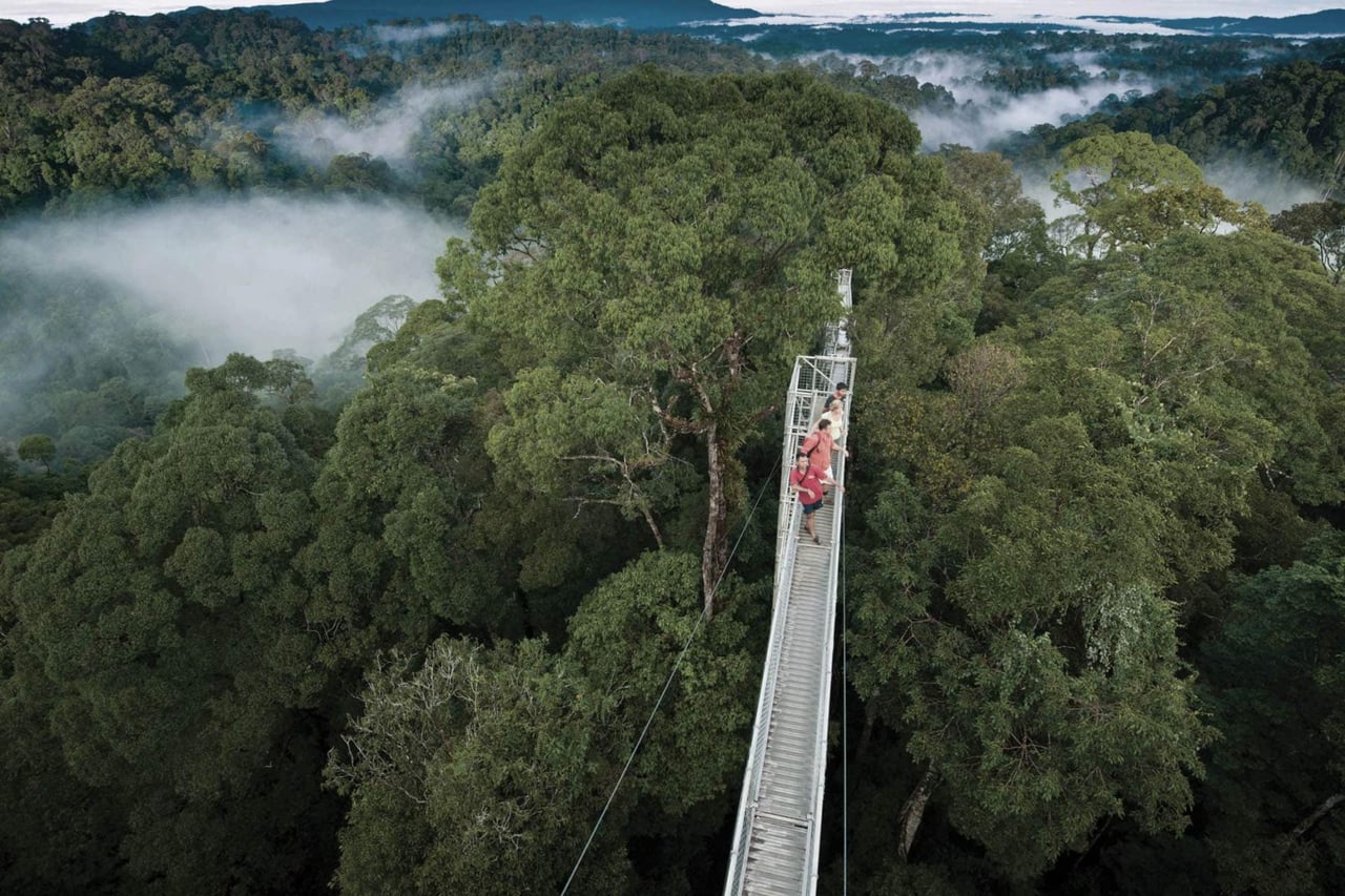 Ulu Temburong National Park Borneo