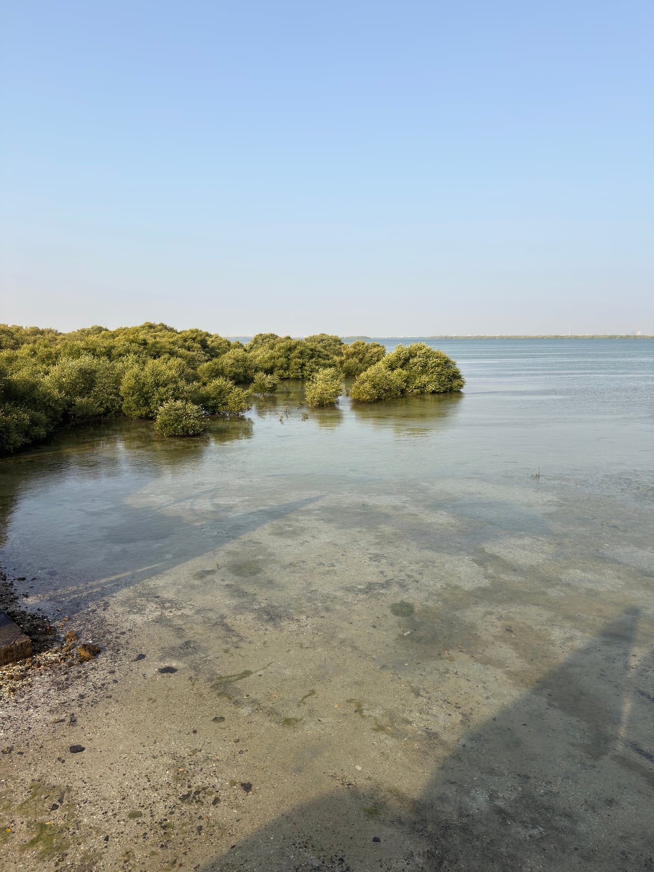 The emerald channels of the Umm Al Quwain Mangrove Reserve