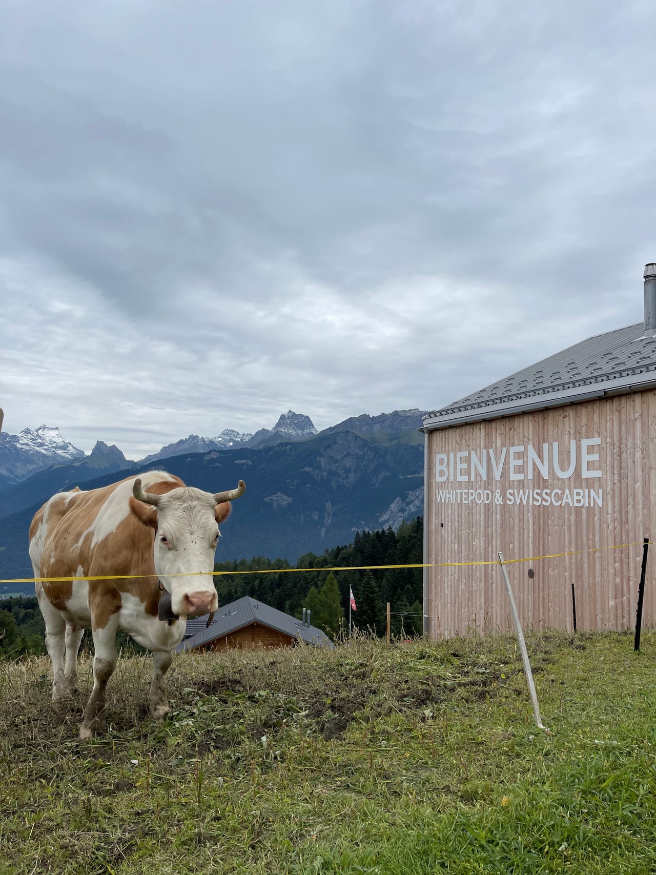 A cow grazing beside the Bienvenue Whitepod welcome sign with the Swiss Alps behind